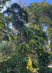 Fototapeta premium Podocarpus Macrophyllus