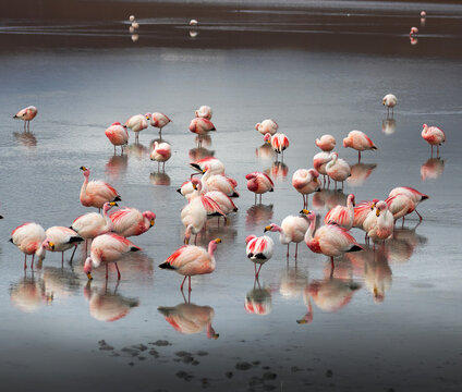 FLAMENCOS ANDINO RESERVA EDUARDO ABAROA