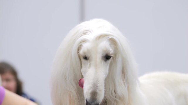 Graceful Afghan hound with long white fur looks calmly. Hand brushes its silky coat gently. The dog opens mouth slightly, tongue visible, showing relaxed state. Background is plain, neutral