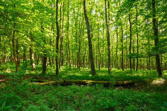 Nationalpark Eifel, Nordrhein-Westfalen, Deutschland, Naturschutzgebiet, Buchenw&auml;lder, Wald, Renaturierung, junger Buchenwald, sonnenbeschienen