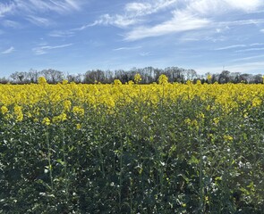 Obraz premium rapeseed field in spring