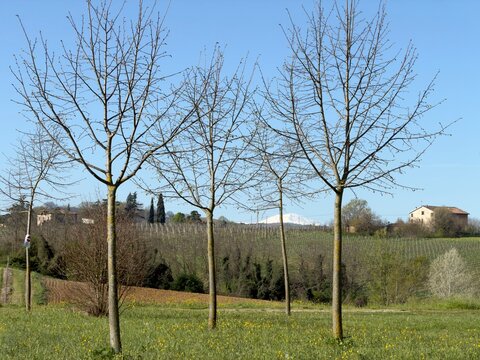 trees in the park