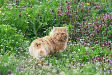 The angry look of the pet © Daniel