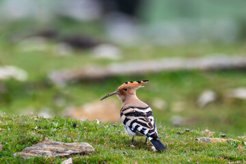 a hoopoe (upupa epops) walking through a grassy balkan field, showcasing its iconic crest, long curved beak, and striking black and white barred wings © Andrey