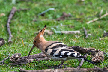a hoopoe (upupa epops) foraging on the grassy balkan forest floor among fallen branches, showcasing its striking black and white barred wings and characteristic cinnamon-colored crest. © Andrey