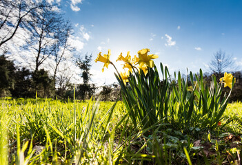 Kępa żonkili w trawie z kroplami rosy w porannym świetle słońca © kubikactive