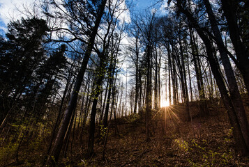 Promienie zachodzącego słońca w ciemnym górskim lesie © kubikactive