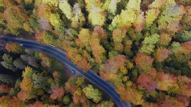 Aerial drone video of a winding road through Maramureș, Romania, surrounded by autumn forest in warm sunlight, showcasing vibrant fall colors and scenic countryside