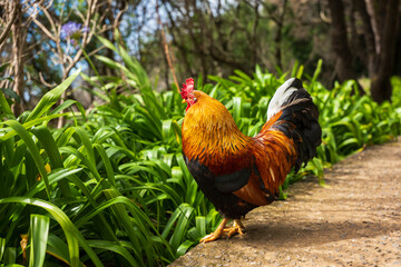 Fototapeta premium Rooster struts on sunlit garden path in Madeira, Portugal