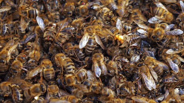 Dead Bees in Dry Environment, Climate Change and Heat Impact on Nature