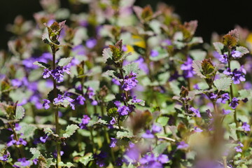 Fototapeta premium Purple dead nettle (Lamium purpureum)
