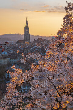 Spring sunset view of Bern old town with Bern Minster cathedral tower framed by blooming cherry blossoms, Switzerland