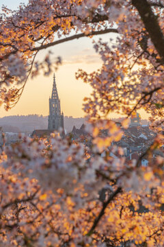 Spring city skyline at golden hour framed by blooming cherry blossoms with historic cathedral spire in the background