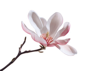 Obraz premium Pink Magnolia Flower Blossom Close Up on Branch with Soft Natural Background