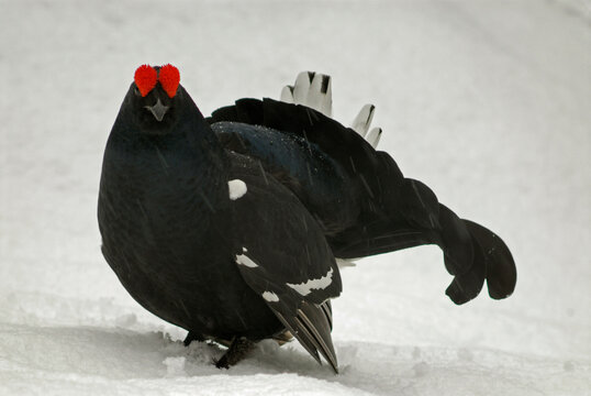 T&eacute;tras lyre, Lyrurus tetrix, Black Grouse, parades