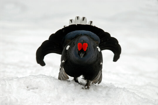 T&eacute;tras lyre, Lyrurus tetrix, Black Grouse, parades