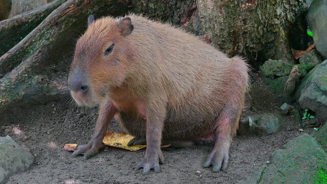 capybara under the tree