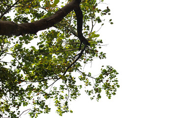 Fototapeta premium tree branch isolated on white background