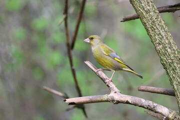 Fototapeta premium the beautiful male greenfinch (Carduelis chloris)