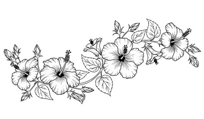 Hand drawn hibiscus flowers composition tropical botanical outline vector illustration © MdGohurul