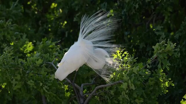 Great Egret showing courtship feather