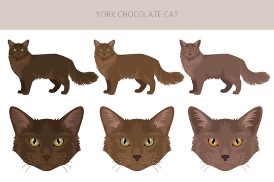 York chocolate Cat clipart. All coat colors set.  All cat breeds characteristics infographic. Vector illustration