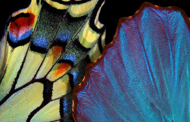 Obraz premium Close-up of the wings of a bright blue tropical morpho butterfly and an Old World swallowtail