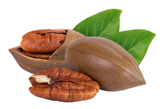 pecan nut isolated on white background with full depth of field