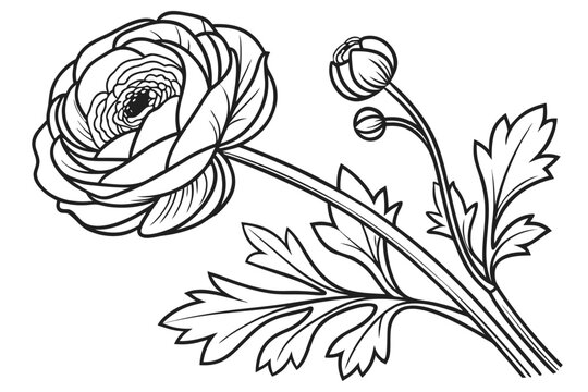 coloring page line art the ranunculus flower black vector