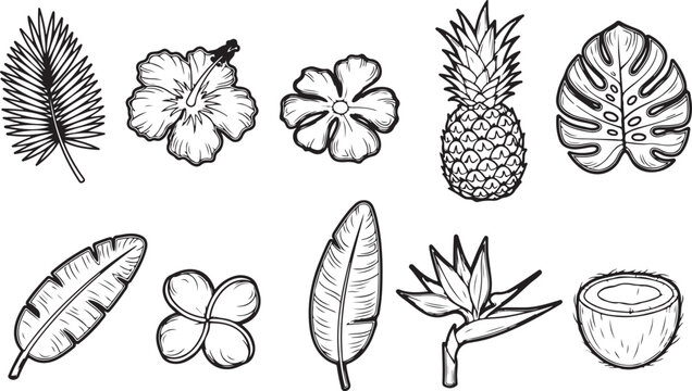 Illustration of different conifer and broadleaf seed types and structures Vector
