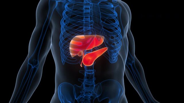 Human Internal Digestive Organ Liver with Pancreas and Gallbladder Anatomy Animation Concept