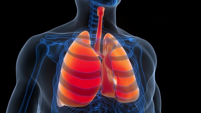 Human Respiratory System Lungs Anatomy Animation Concept