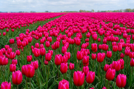Famouse dutch opink tulip field with rows in sunny day with blue sky