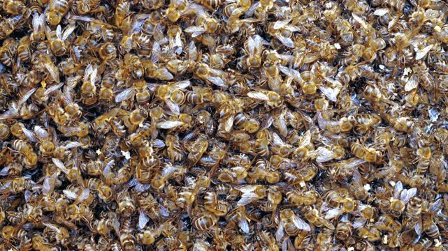 Dead Bees from Disease Infection, Varroa Mite Impact Close Up. Bee parasite.