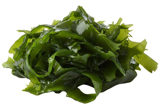 Pile of fresh green wakame seaweed isolated on transparent background for asian cuisine