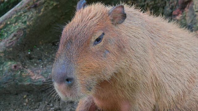 capybara under the tree