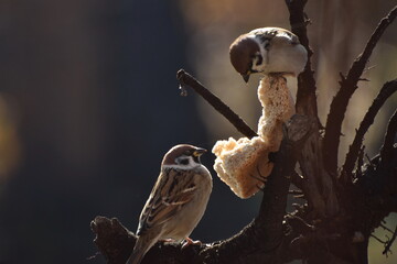 Fototapeta premium Sparrows peck at a crust of bread on a spring day