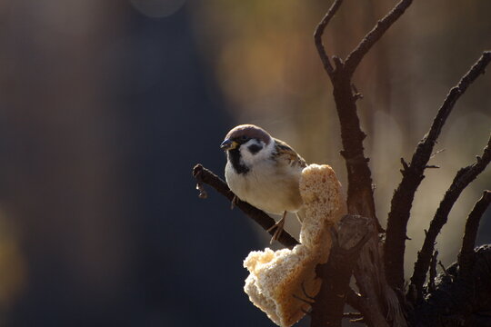 Sparrows peck at a crust of bread on a spring day