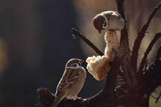 Sparrows peck at a crust of bread on a spring day