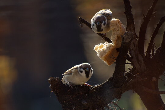 Sparrows peck at a crust of bread on a spring day