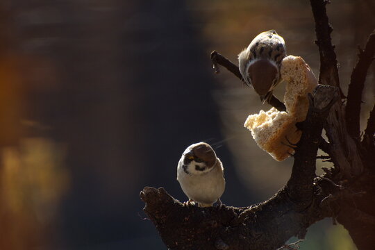 Sparrows peck at a crust of bread on a spring day