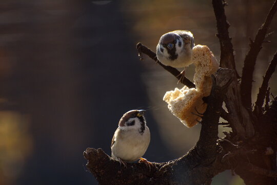 Sparrows peck at a crust of bread on a spring day