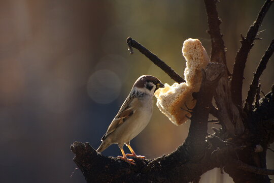 Sparrows peck at a crust of bread on a spring day
