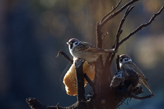 Sparrows peck at a crust of bread on a spring day