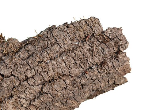 Ein St&uuml;ck freigestellte isolierte abgefallene alte Baumrinde im PNG Format