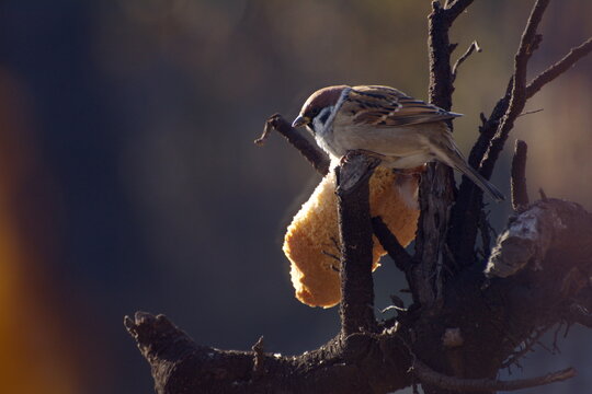 Sparrows peck at a crust of bread on a spring day