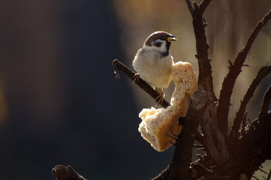 Sparrows peck at a crust of bread on a spring day