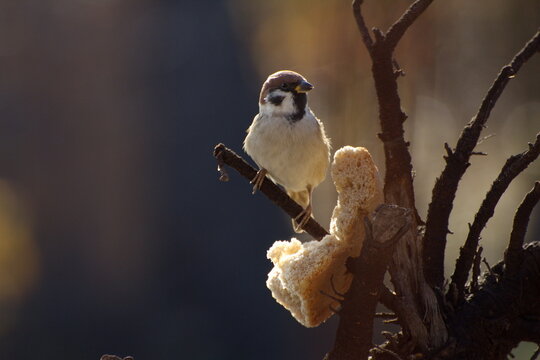 Sparrows peck at a crust of bread on a spring day