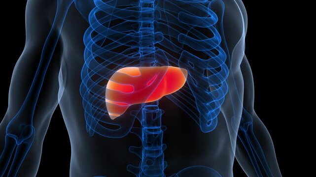 Human Internal Digestive Organ Liver Anatomy Animation Concept