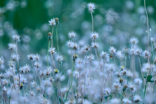 Fleurs sauvages de Tridax procumbens en macro avec bokeh